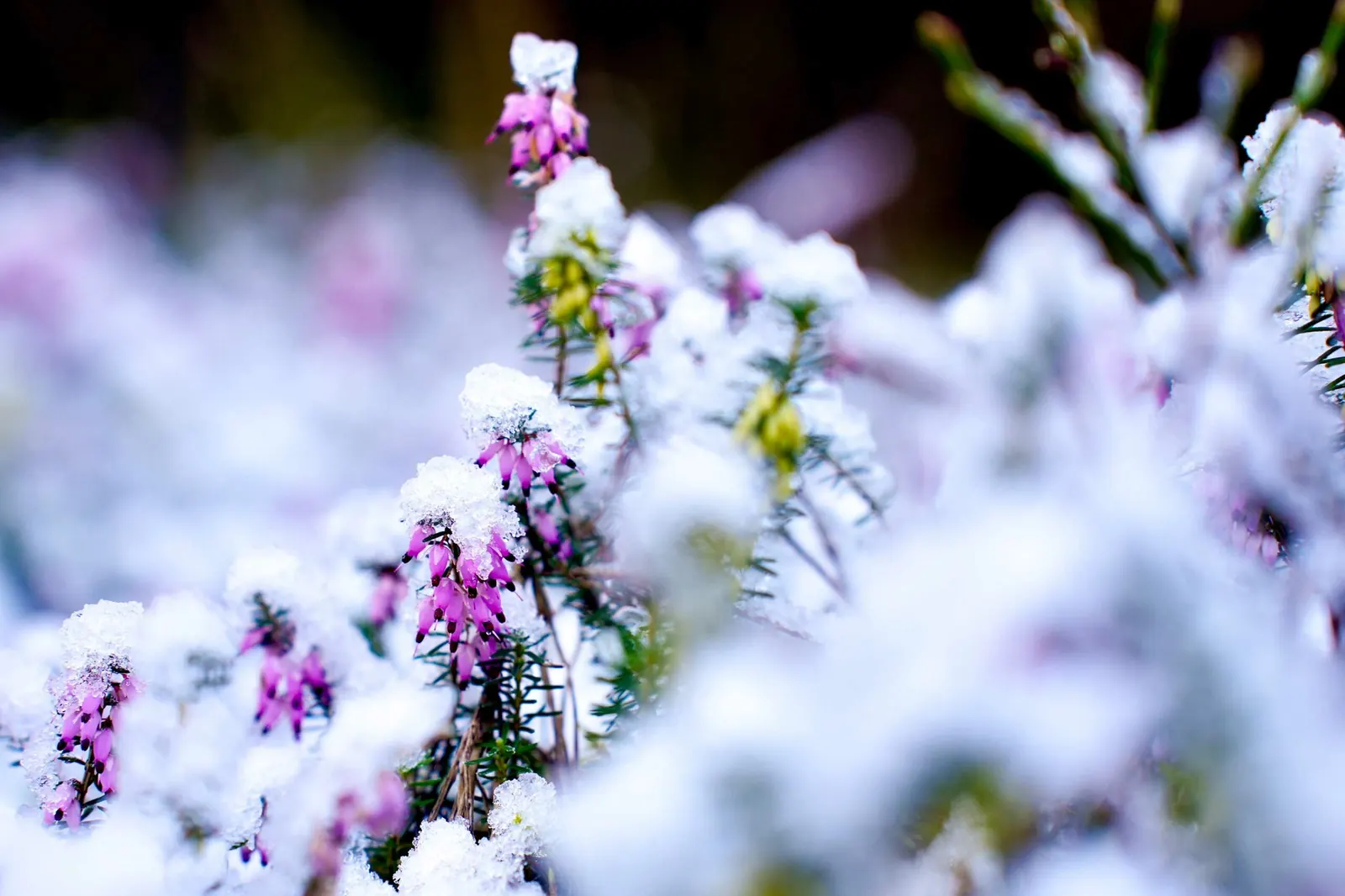 Winter im Moor