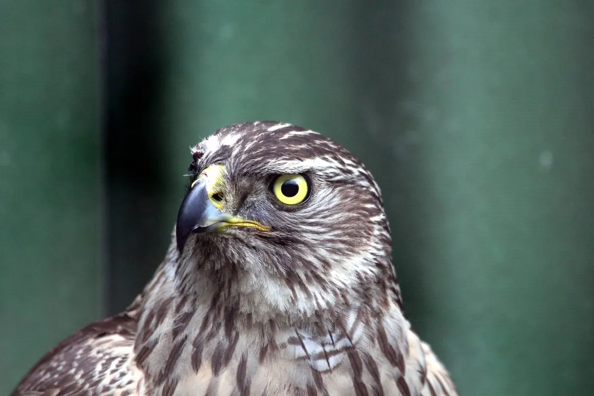 Greifvögel