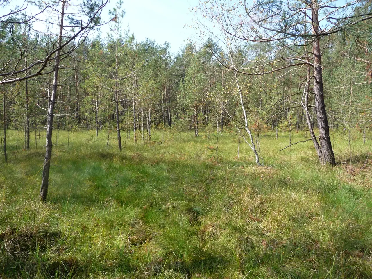 Offene Moorfläche mit jungen Föhren und Birken im Bürmooser Moor
