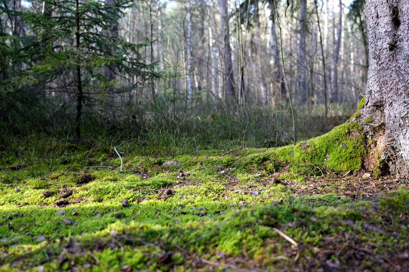 Moorwald