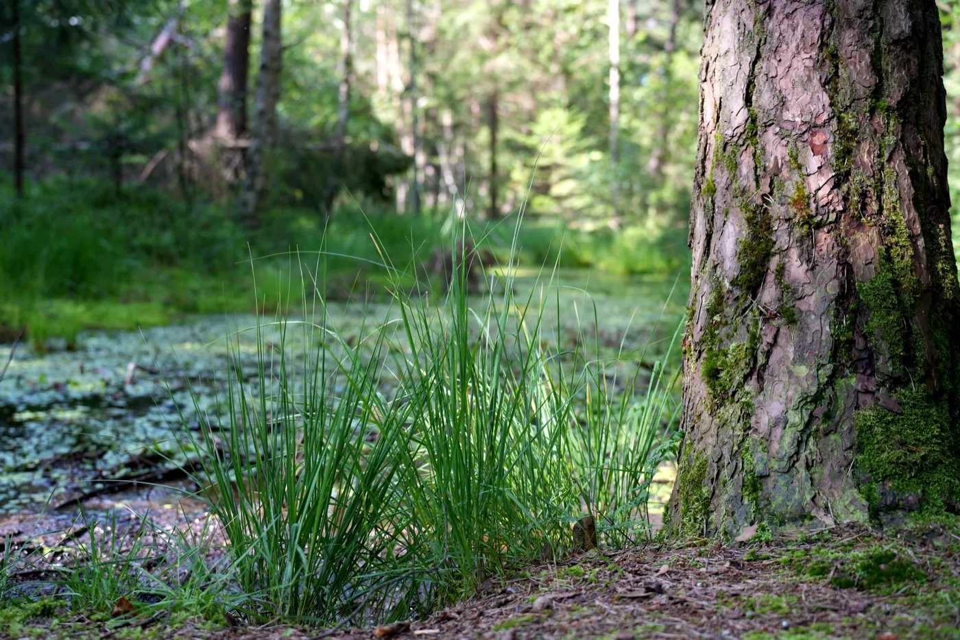 Wiedervernässter Torfstich