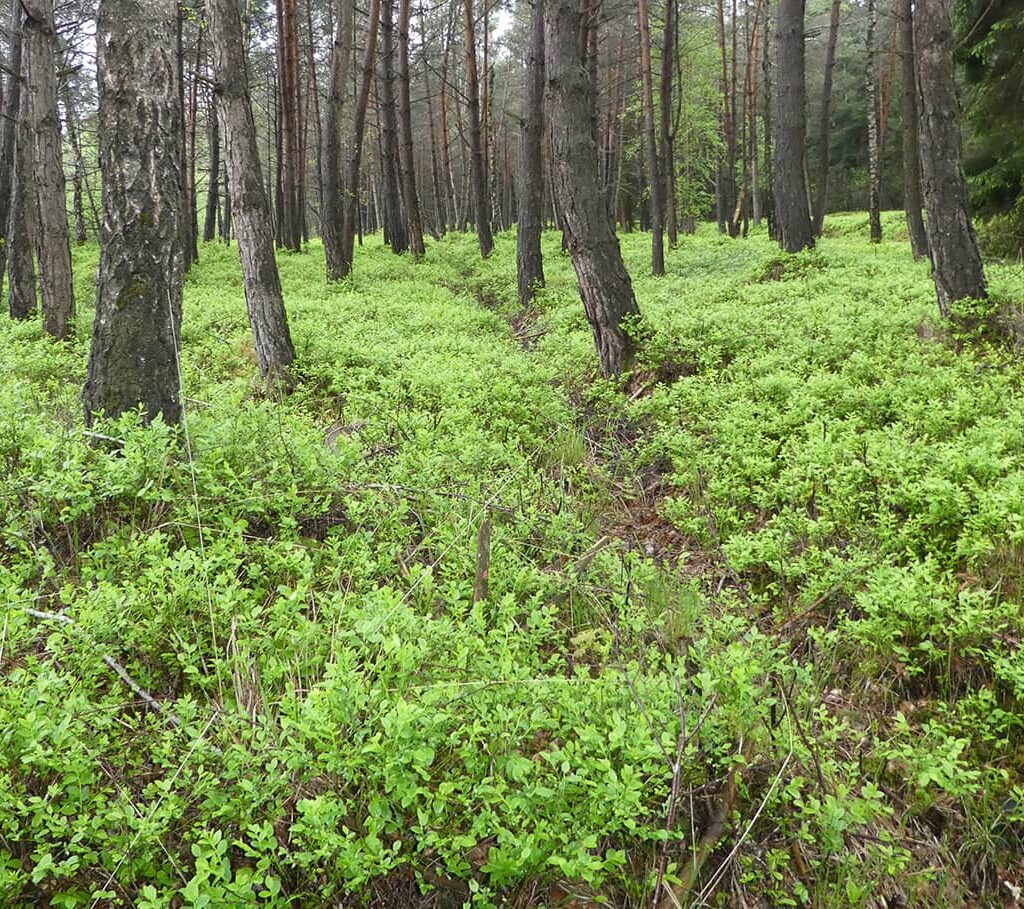 bürmooser moor