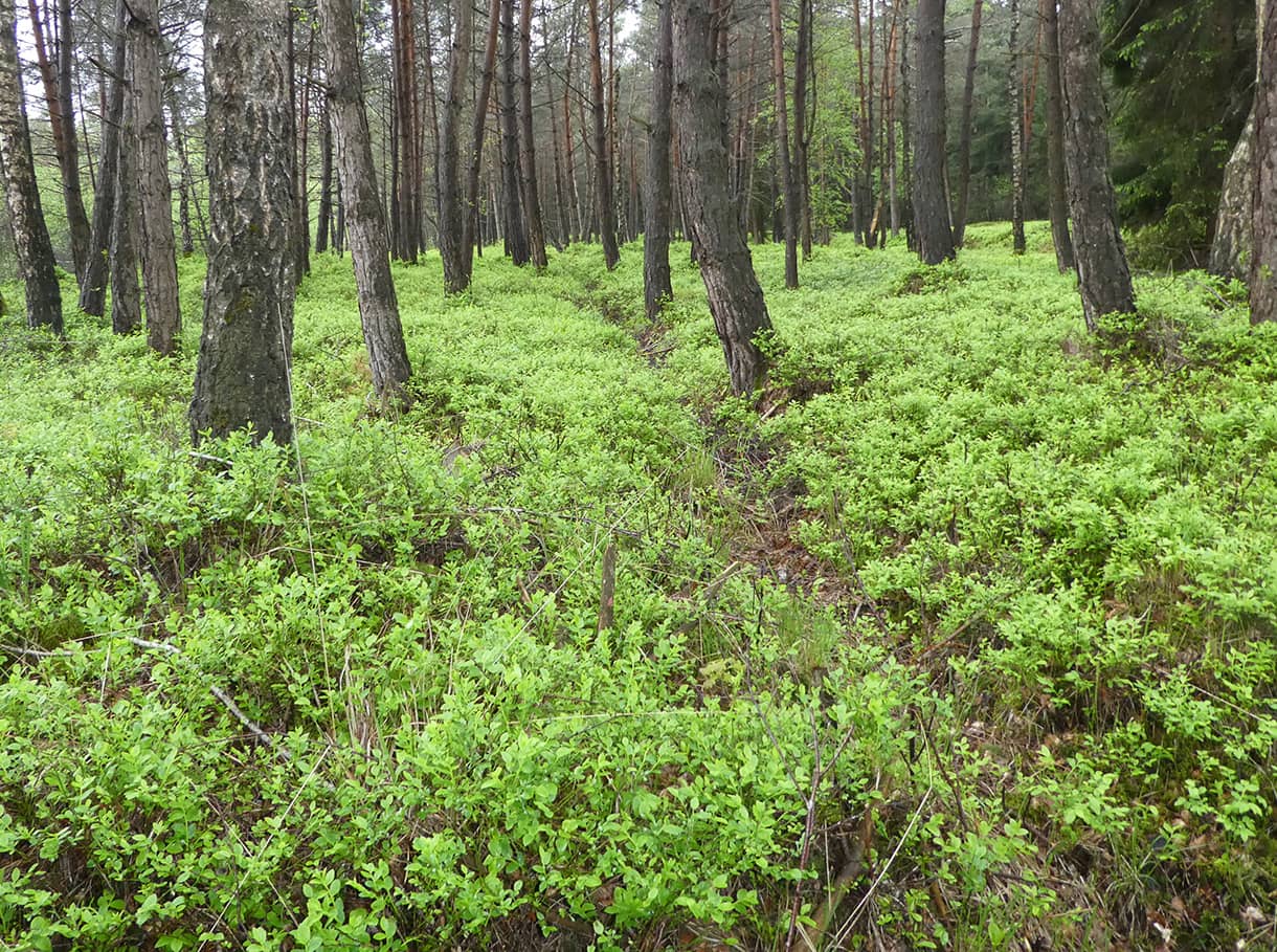 bürmooser moor