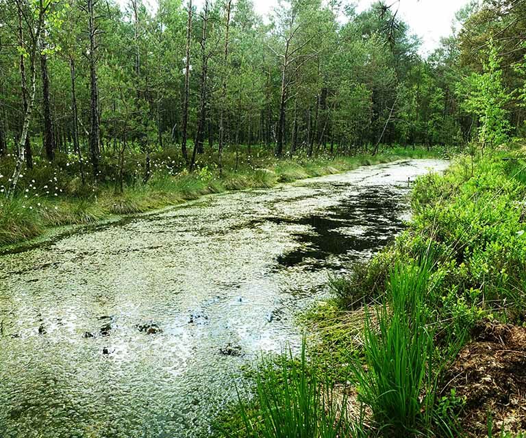 Aufgelassener Torfstich im Bürmooser Moor