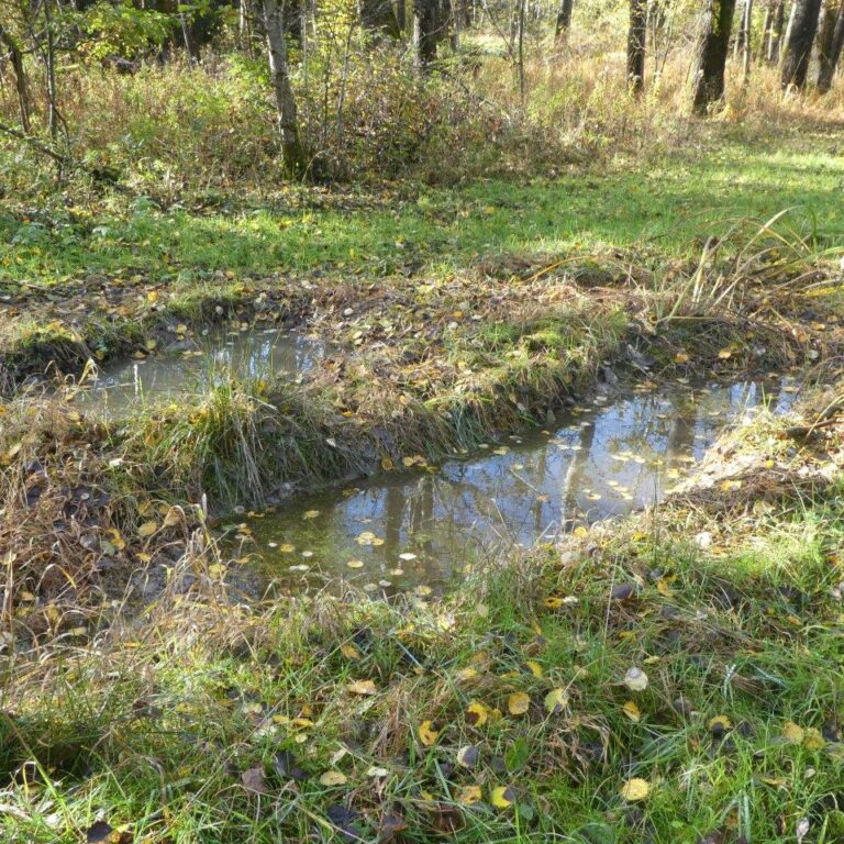 Gelbbauchunken im Bürmooser Moor