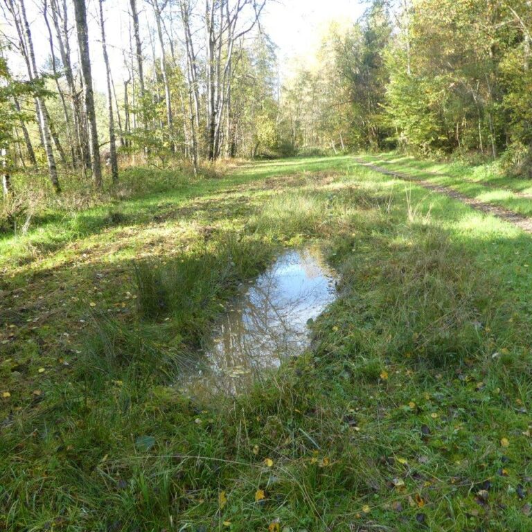 Gelbbauchunken im Bürmooser Moor