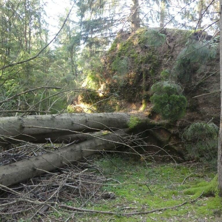 Sturmschäden und Gemeinschaftsgeist: Ein Blick auf unsere Aufräumarbeiten
