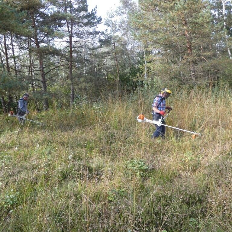Die Wunder der Moor-Heide