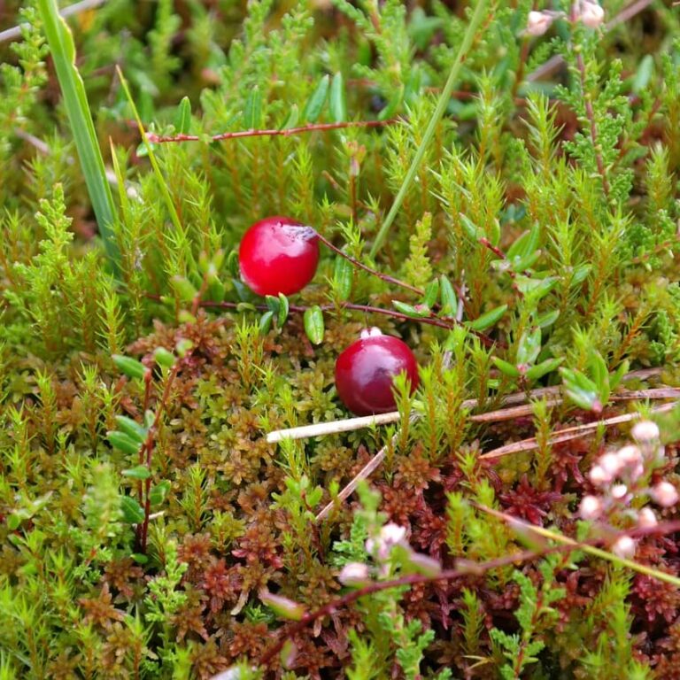 Moosbeere
