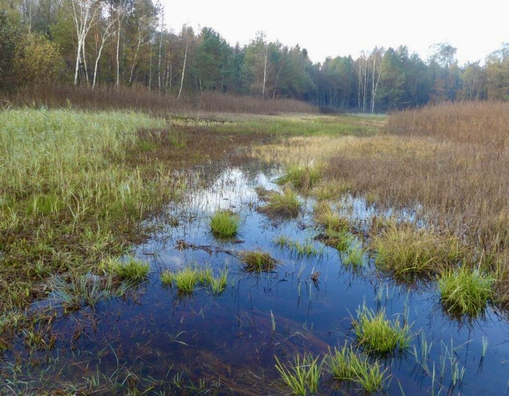 Die Wiederbelebung unseres Moosgebiets – Ein Comeback der Natur nach trockenem Sommer und Herbst