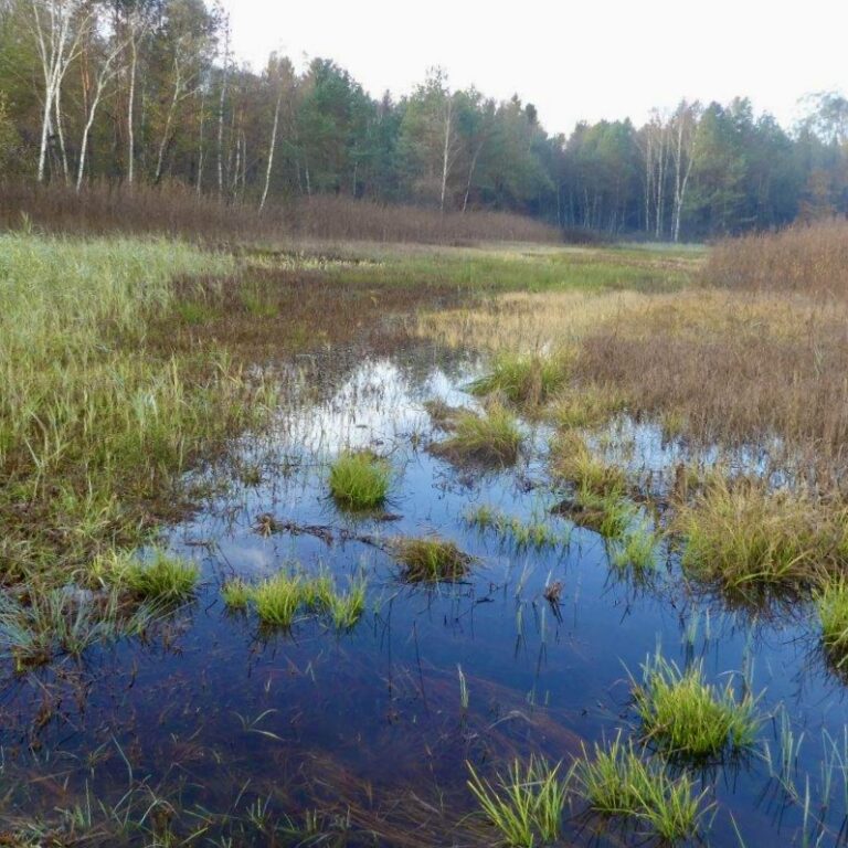 Die Wiederbelebung unseres Moosgebiets – Ein Comeback der Natur nach trockenem Sommer und Herbst