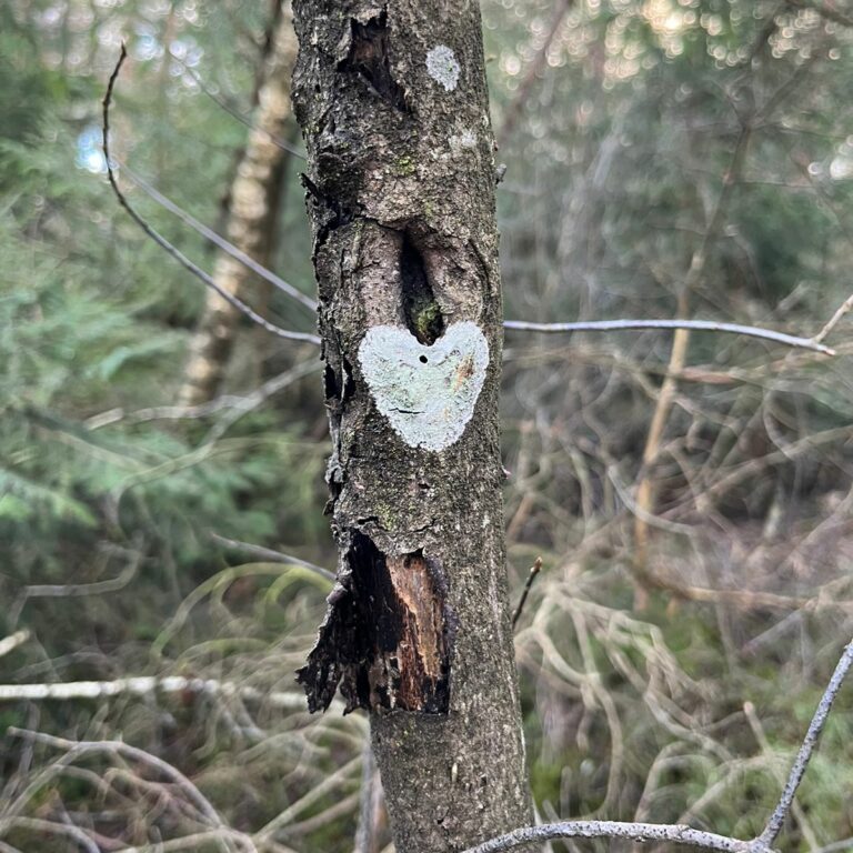 Frühlingserwachen im Bürmooser Moor