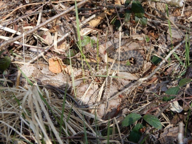 Kreuzotter im Bürmooser Moor