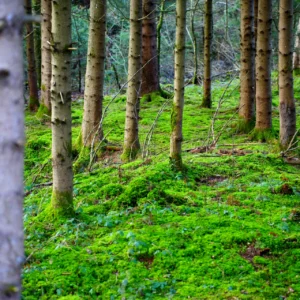 Birkenwald