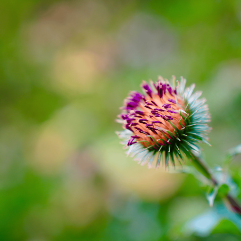Distel