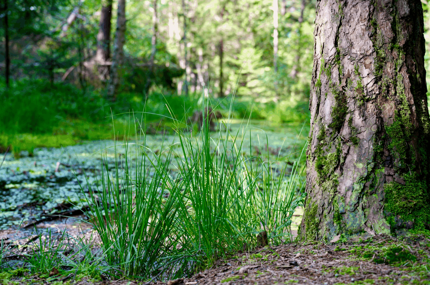 Bürmooser Moor