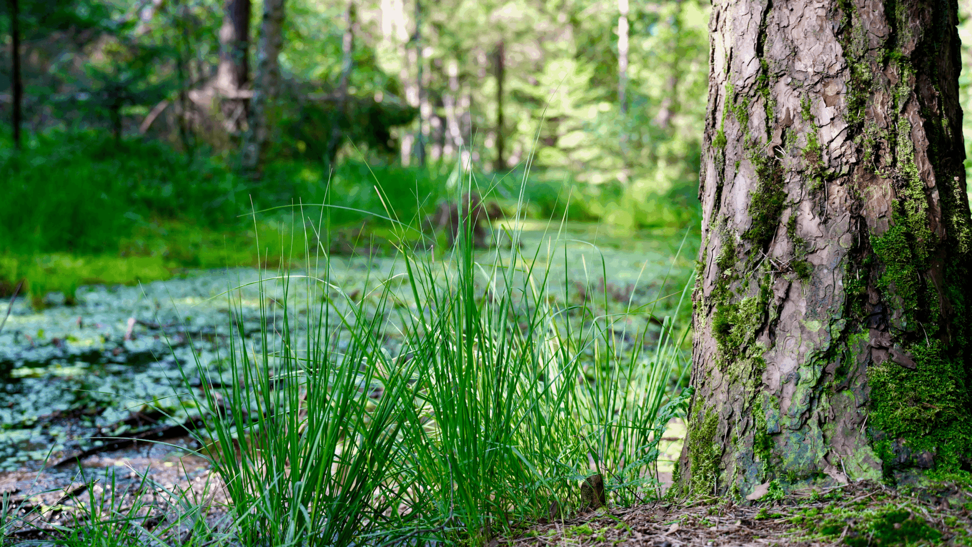 Bürmooser Moor