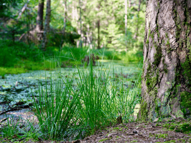 Bürmooser Moor