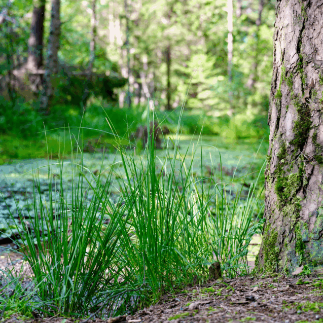 Bürmooser Moor