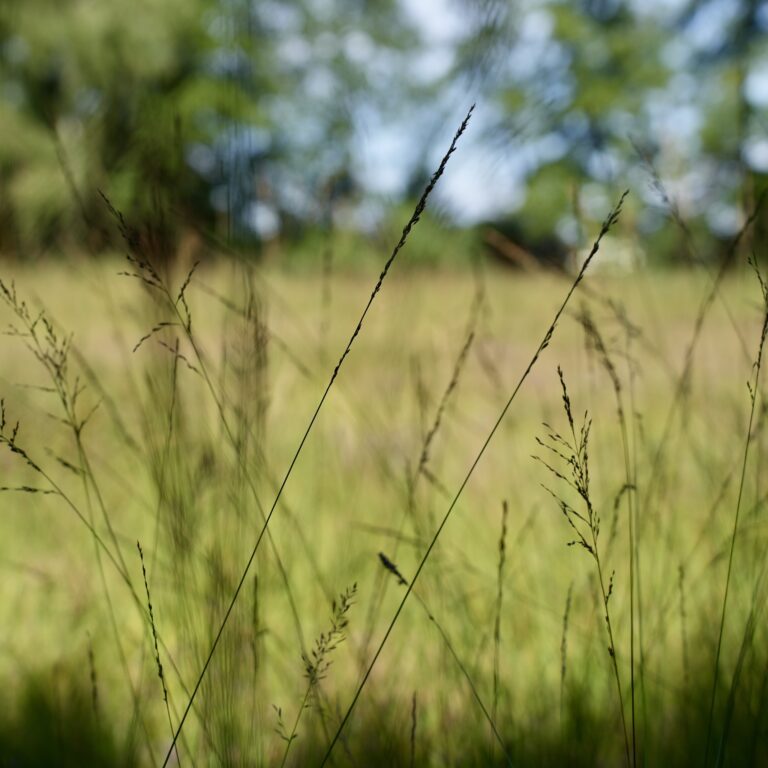 Tag der Natur im Moor, 30. August 2026