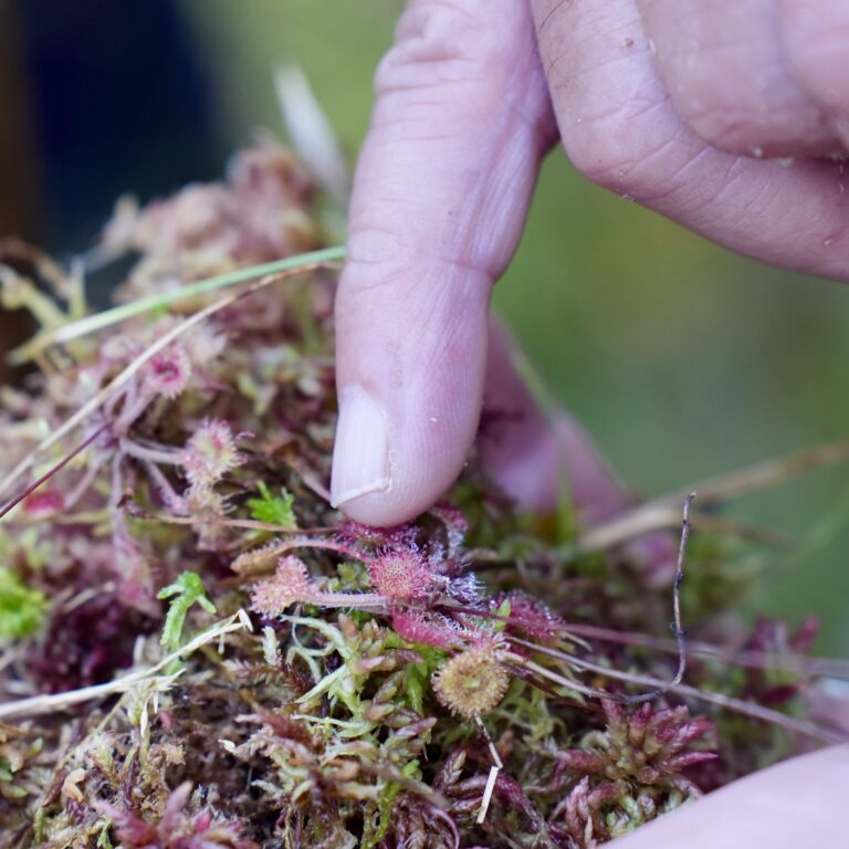 Tag der Natur im Moor, 30. August 2026
