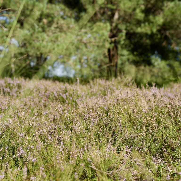 Tag der Natur im Moor, 30. August 2026