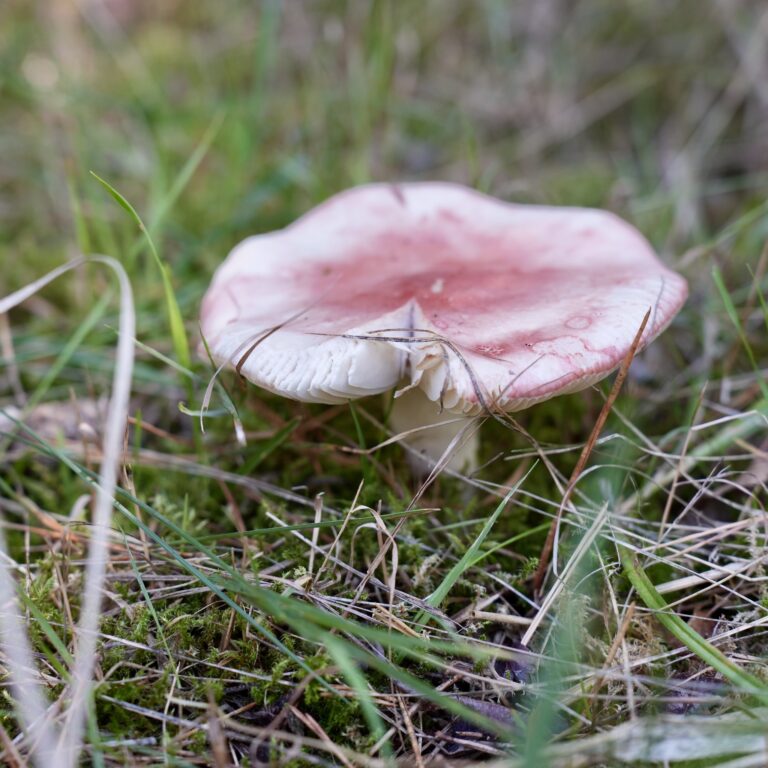 Tag der Natur im Moor, 30. August 2026