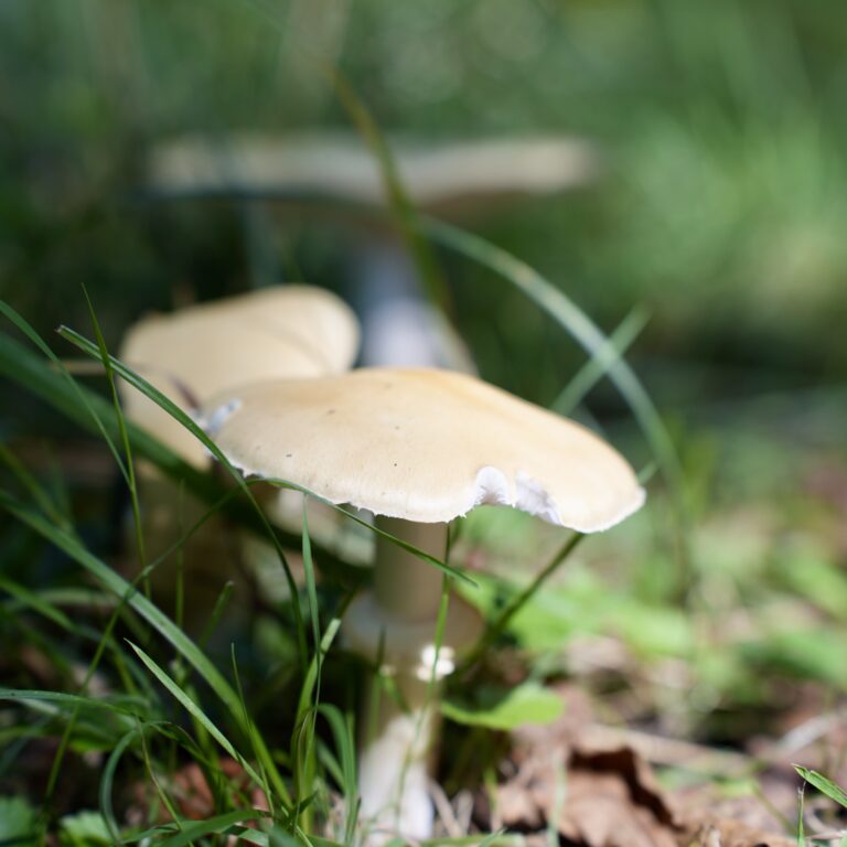 Tag der Natur im Moor, 30. August 2026