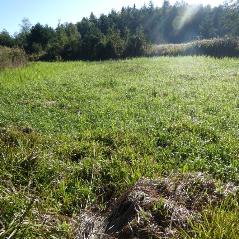 Grasfläche im Moor in der Morgensonne, dahinter Schilf und Waldrand