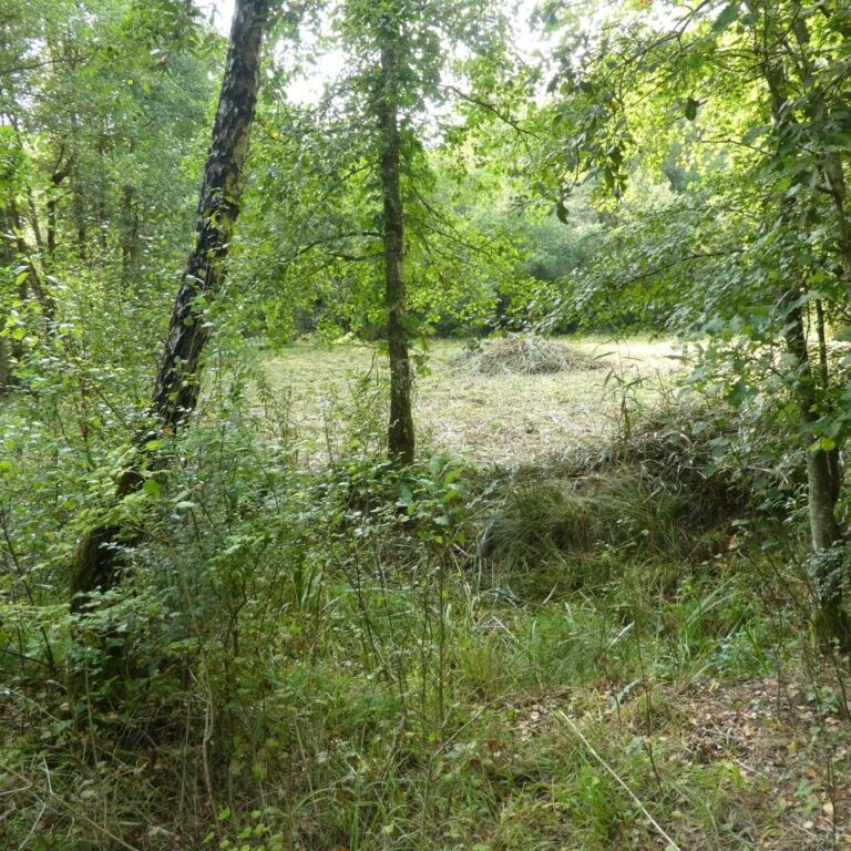 Blick durch das Gebüsch auf eine frisch gemähte Fläche