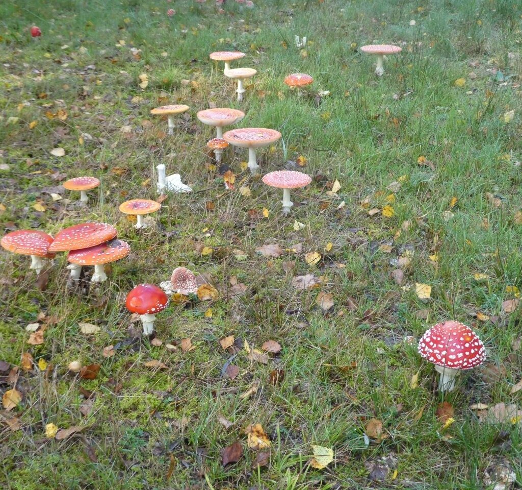 Herbstfarben am Moorerlebnisweg