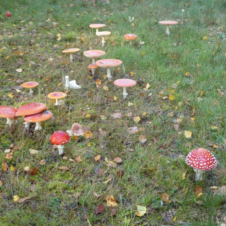 Herbstfarben am Moorerlebnisweg