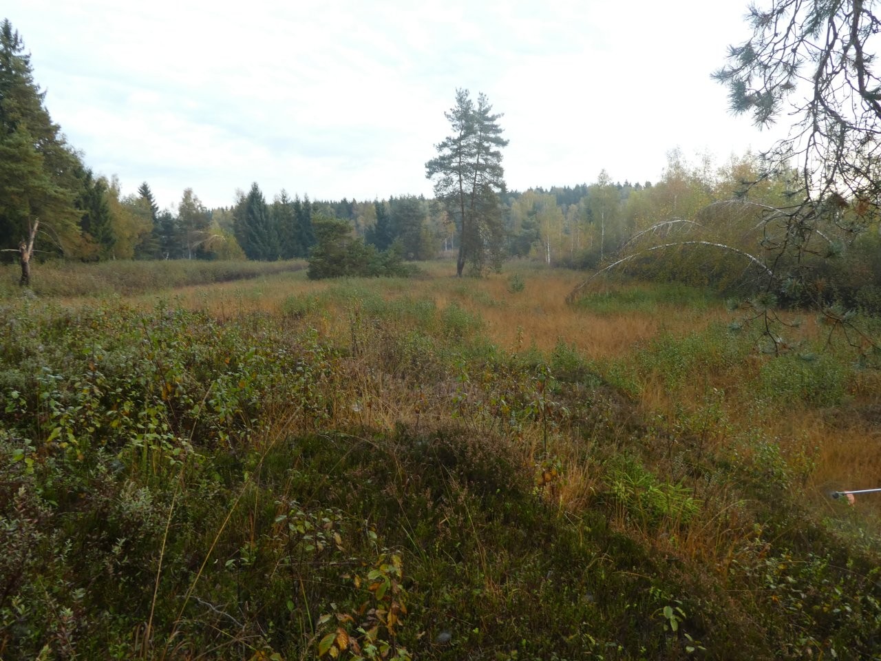 Offene Moorheide mit Heidekraut und Beersträuchern, in der Mitte eine einzelne Kiefer