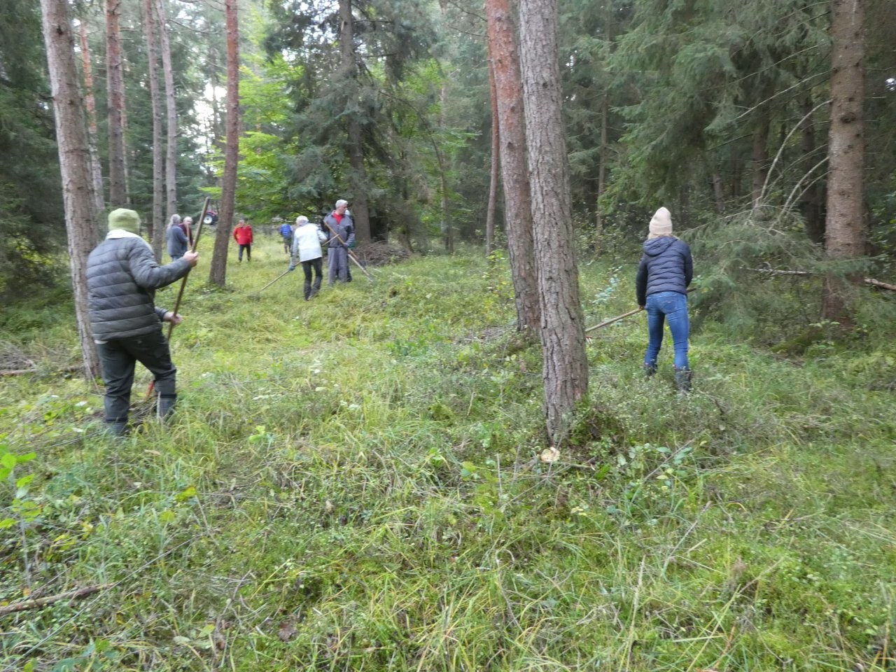 Helferinnen und Helfer mähen zwischen den Stämmen eines lichten Moorwalds