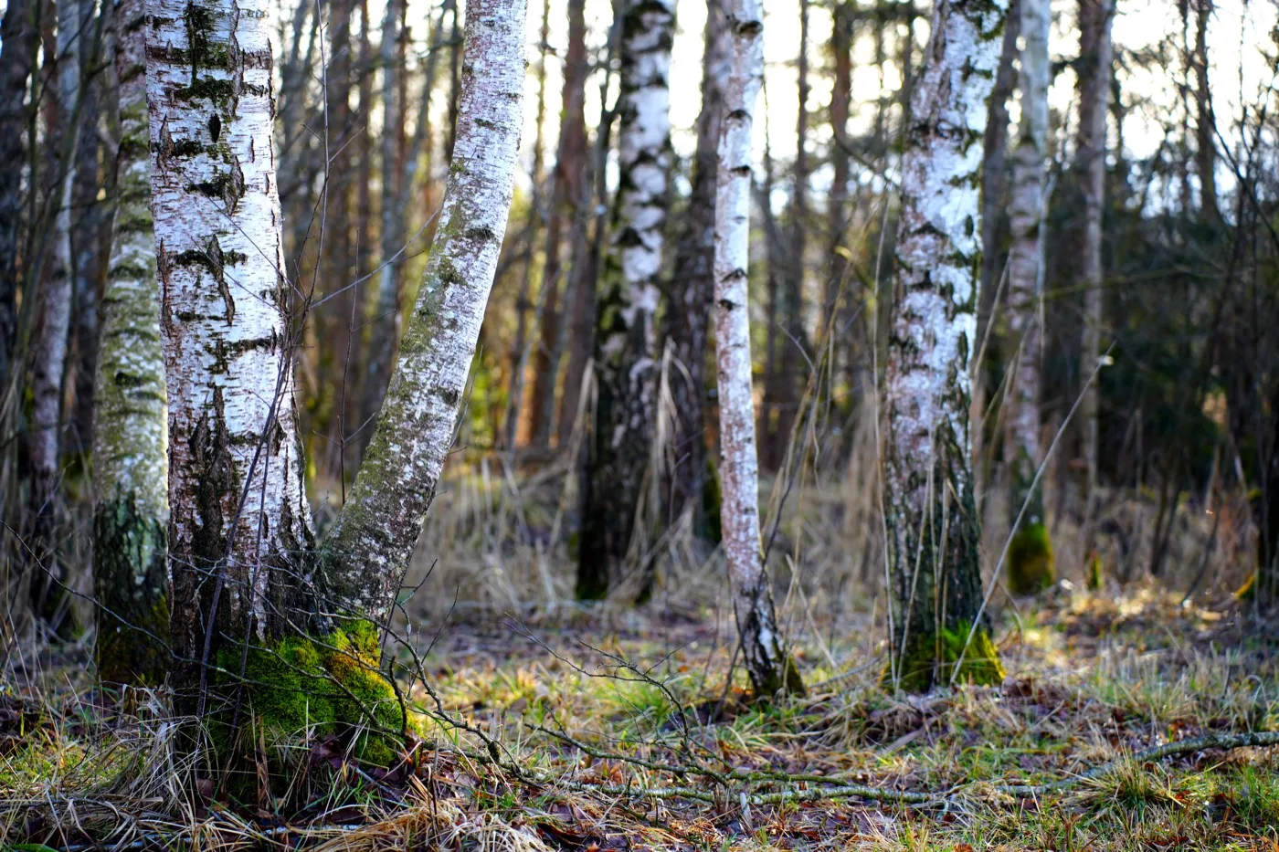 Birken im Bürmooser Moor — sie gaben dem Ort seinen Namen