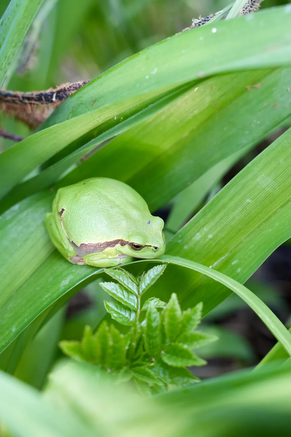 Laubfrosch