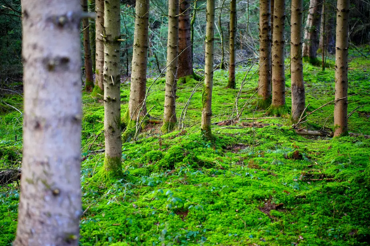 Moorwald
