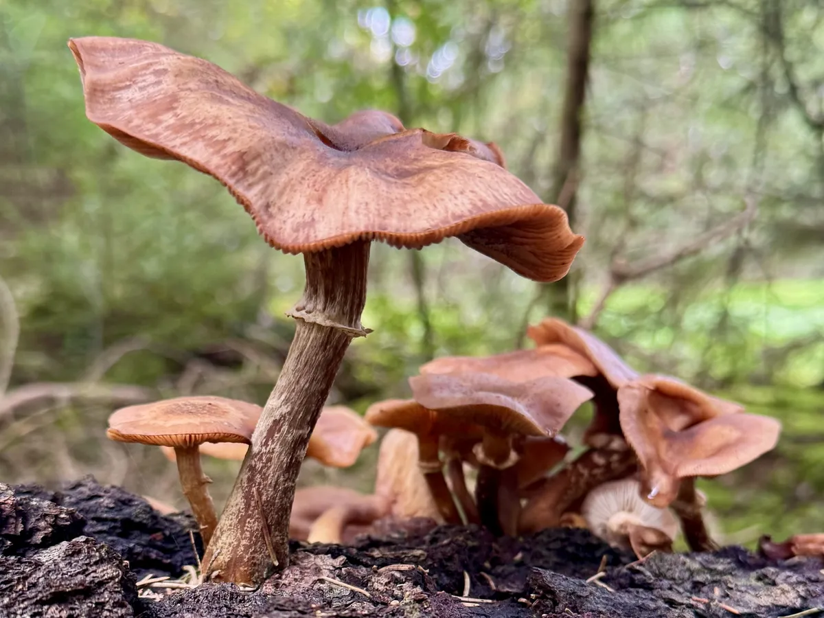 Pilze auf einem morschen Baumstumpf im Moorwald