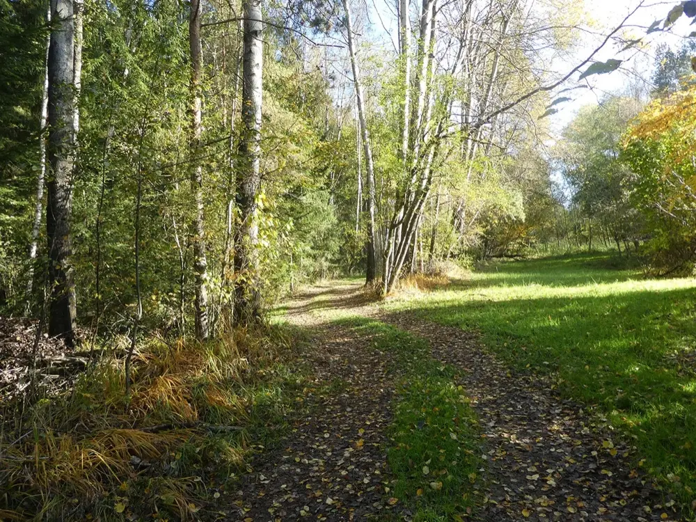 Der Weg durch den Moorwald
