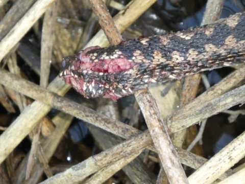Getötete Kreuzotter 2019