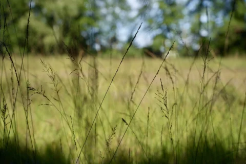 Tag der Natur im Moor, 30. August 2026