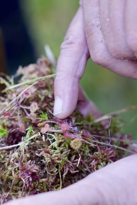 Tag der Natur im Moor, 30. August 2026