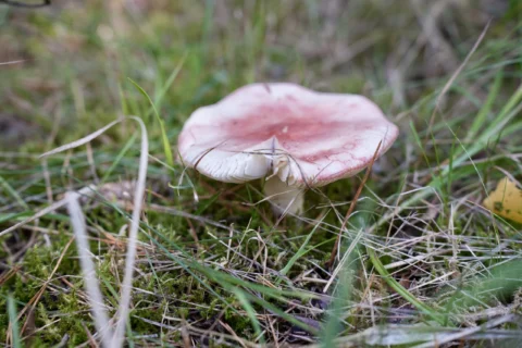 Tag der Natur im Moor, 30. August 2026