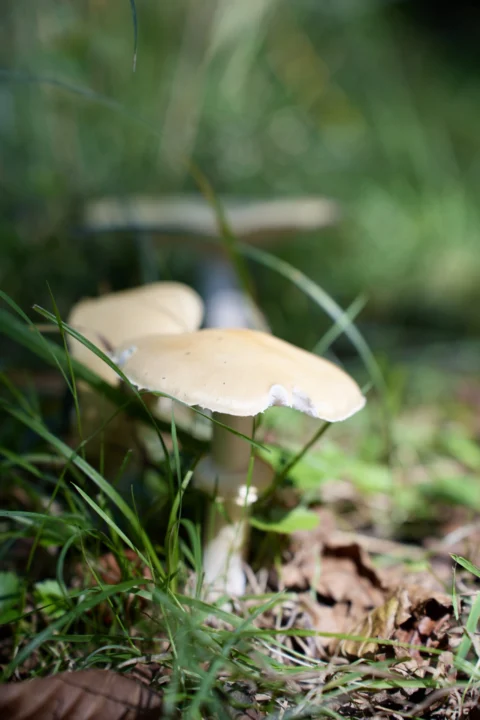 Tag der Natur im Moor, 30. August 2026