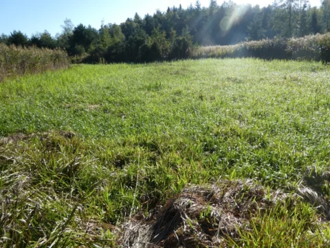 Grasfläche im Moor in der Morgensonne, dahinter Schilf und Waldrand