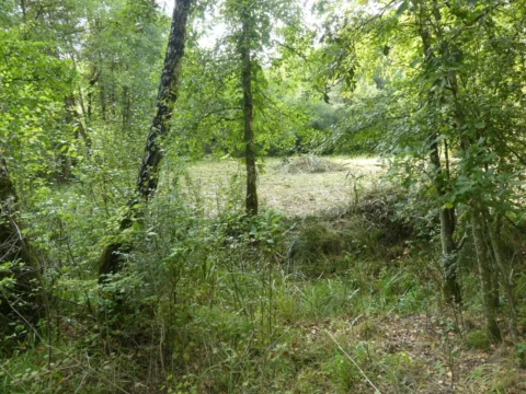 Blick durch das Gebüsch auf eine frisch gemähte Fläche