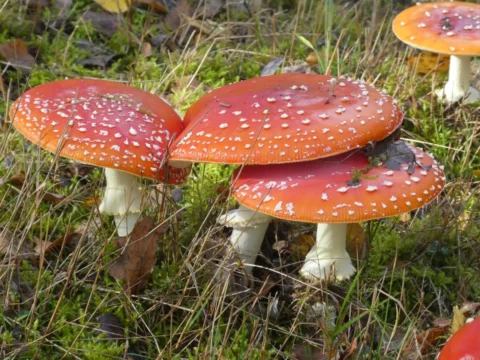 Drei große, flach aufgeschirmte Fliegenpilze, deren Hüte sich überlappen