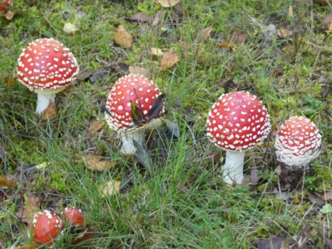 Junge Fliegenpilze mit gewölbten roten Hüten und dichten weißen Tupfen im Gras