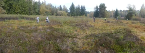 Weiter Blick über die Moorheide, verteilt darauf die Helferinnen und Helfer bei der Arbeit