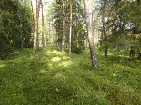 Der gemähte Moorwald mit Heidelbeeren und Gräsern im Sonnenlicht